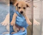 Small Siberian Husky Mix