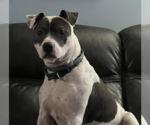 Small Photo #12 American Pit Bull Terrier Puppy For Sale in Hillsboro, NH, USA