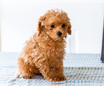 Small Photo #29 Poodle (Toy) Puppy For Sale in WAKARUSA, IN, USA