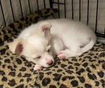 Small Photo #5 Chihuahua Puppy For Sale in NEVADA, TX, USA