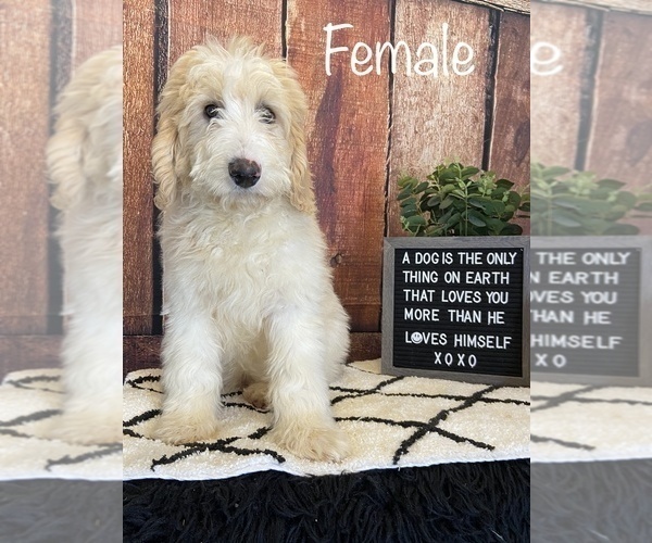Medium Photo #1 Goldendoodle Puppy For Sale in STOUTLAND, MO, USA