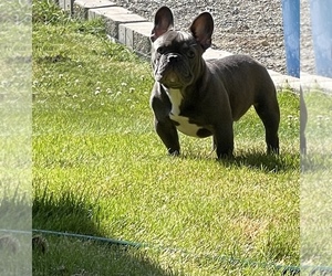 French Bulldog Puppy for sale in RENTON, WA, USA