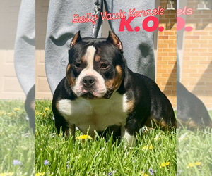 Father of the American Bully puppies born on 05/15/2025