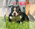 Small Photo #1 American Bully Puppy For Sale in ANDERSON, IN, USA