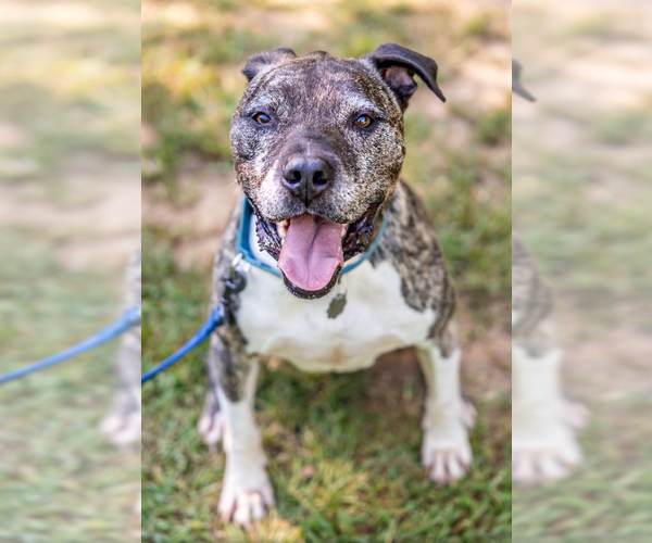 Medium Photo #2 Mastiff-Staffordshire Bull Terrier Mix Puppy For Sale in Decatur, GA, USA