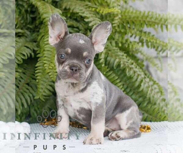 Medium Photo #2 French Bulldog Puppy For Sale in NARVON, PA, USA