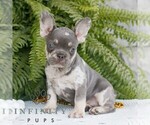 Small #1 French Bulldog