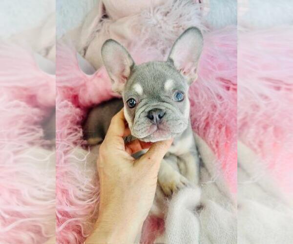 Medium Photo #19 French Bulldog Puppy For Sale in BOCA RATON, FL, USA