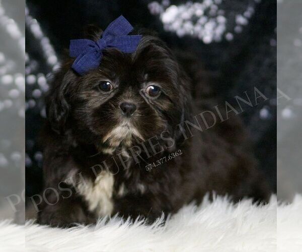 Medium Photo #1 Shih Tzu Puppy For Sale in WARSAW, IN, USA