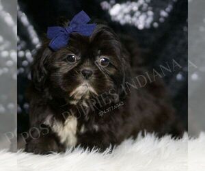 Shih Tzu Puppy for sale in WARSAW, IN, USA