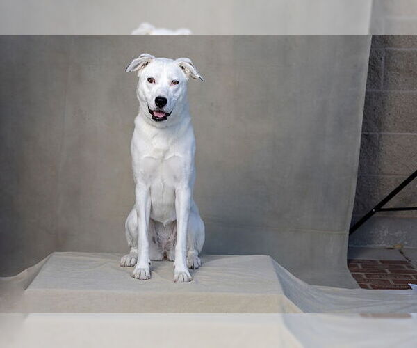 Medium Photo #2 Australian Shepherd-Unknown Mix Puppy For Sale in Jackson, CA, USA