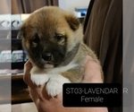 Puppy 3 Shiba Inu