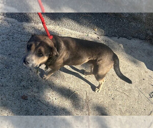 Medium Photo #1 American Pit Bull Terrier Puppy For Sale in Houston, TX, USA