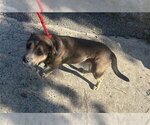 A663148 - Male American Pit Bull Terrier Dog for Adoption - Small photo