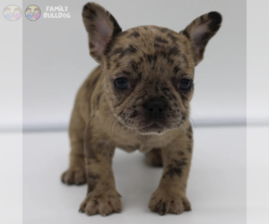 French Bulldog Puppy for sale in BOSTON, MA, USA