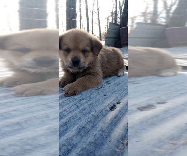 Medium Photo #3 Great Pyrenees-Rottweiler Mix Puppy For Sale in SALEM, AR, USA