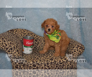 Poodle (Toy) Puppy for sale in SANGER, TX, USA