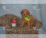 Image preview for Ad Listing. Nickname: AKC WALKER