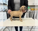 Small Photo #2 Cane Corso Puppy For Sale in PORTLAND, OR, USA