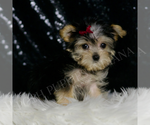 Small #3 Morkie