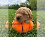 Small #16 Golden Retriever