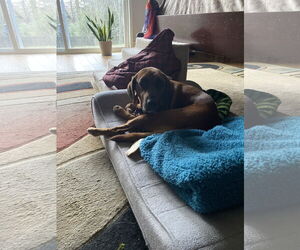 Merida - Female Redbone Coonhound-Unknown Mix Dog for Adoption - Photo #5