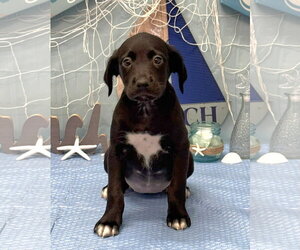 Labrador Retriever-Unknown Mix Dogs for adoption in SHERBURNE, NY, USA