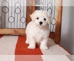 Small Photo #3 Maltese Puppy For Sale in NAPLES, FL, USA