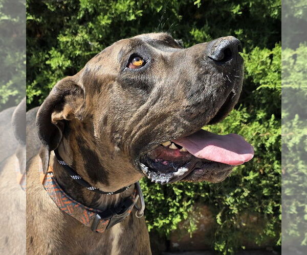Medium Photo #1 Great Dane Puppy For Sale in Albuquerque, NM, USA