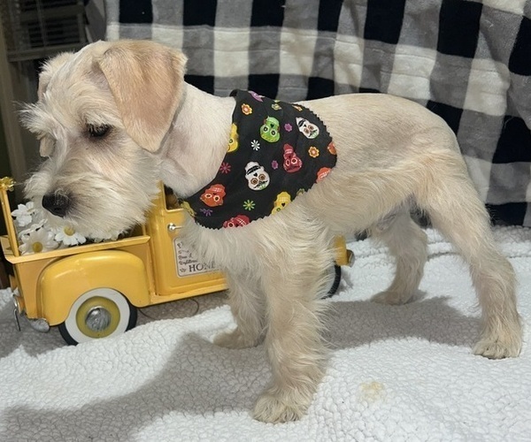 Medium Photo #4 Schnauzer (Miniature) Puppy For Sale in PETAL, MS, USA
