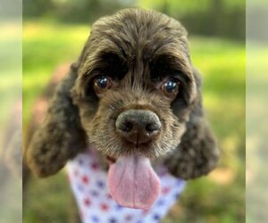 Cocker Spaniel Dogs for adoption in Arlington, VA, USA