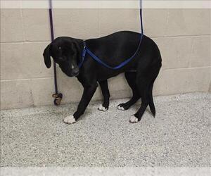 Labrador Retriever-Unknown Mix Dogs for adoption in Conroe, TX, USA
