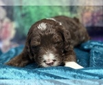 Small Photo #3 Bernedoodle Puppy For Sale in BLUE SPRINGS, MO, USA