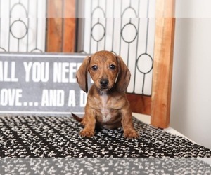 Dachshund Puppy for sale in NAPLES, FL, USA