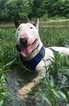 Small Photo #1 Bull Terrier Puppy For Sale in FLORENCE, KY, USA