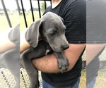 Small Photo #8 Great Dane Puppy For Sale in DEVINE, TX, USA