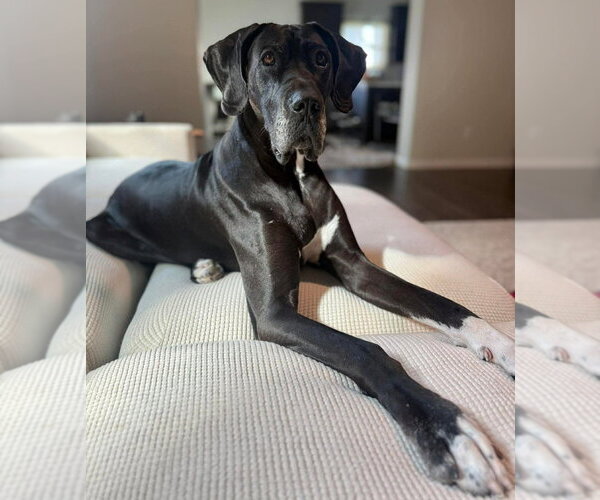 Medium Photo #2 Great Dane-Labrador Retriever Mix Puppy For Sale in Bullard, TX, USA