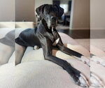 Small #1 Great Dane-Labrador Retriever Mix