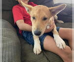 Small #10 Pembroke Welsh Corgi Mix