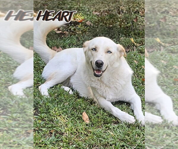 Medium Photo #1 Siberian Husky-Unknown Mix Puppy For Sale in Severn, MD, USA