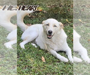 Siberian Husky-Unknown Mix Dogs for adoption in Severn, MD, USA