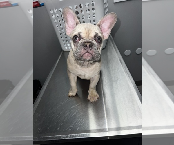 Medium Photo #1 French Bulldog Puppy For Sale in HOFFMAN EST, IL, USA