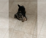 Small Photo #9 Yorkshire Terrier Puppy For Sale in TSN, AZ, USA