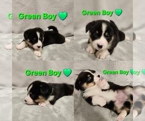 Medium American Corgi