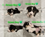 Puppy Green Boy Buzz American Corgi