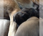 Small Photo #13 American Mastiff Puppy For Sale in ALEXANDRIA, VA, USA