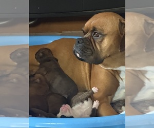 Mother of the Boxer puppies born on 12/31/2025