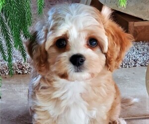 Cavalier King Charles Spaniel Puppy for sale in DOON, IA, USA