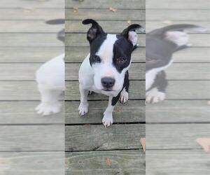 Lilith aka Lily - Female Mutt Dog for Adoption - Photo #7