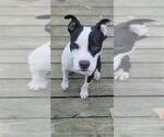 Small #6 Mutt